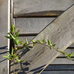 Green oak pergola
