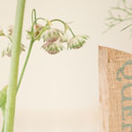 Oak Table Names